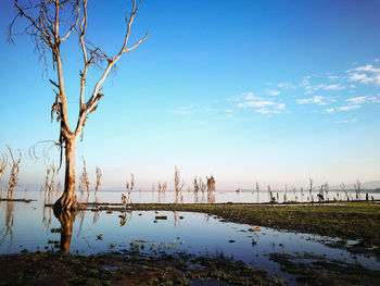 Bare tree by lake against blue sky