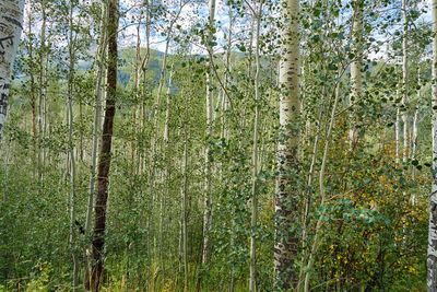 Pine trees in forest