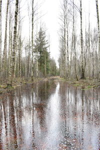 Scenic view of lake in forest against sky