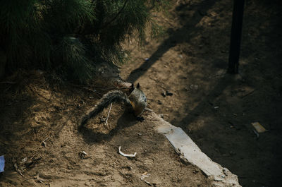 High angle view of squirrel on field