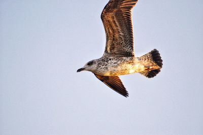 Low angle view of eagle flying against sky