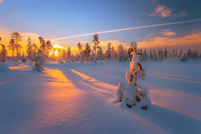 Scenic view of christmas tree against sky during winter