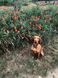 Portrait of a dog on the field