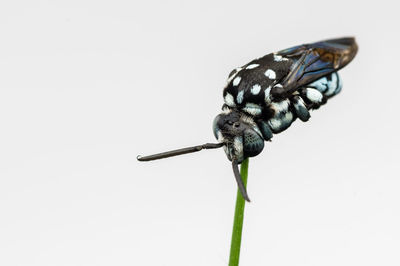 Close-up of insect against white background