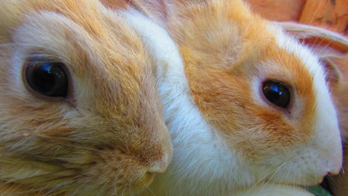 Close-up portrait of cat