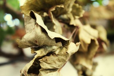 Close-up of dry leaf outdoors