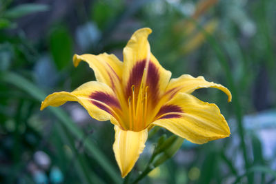 Close-up of yellow lily