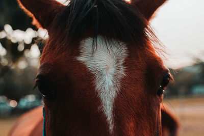 Close-up portrait of a horse