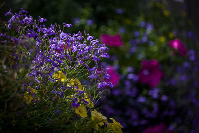 Close-up of purple flowering plant