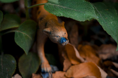 Close-up of a lizard on land