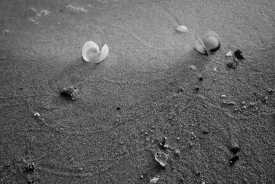 High angle view of footprints in sand