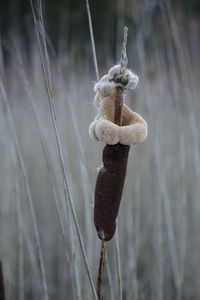 Close-up of snow on leaf during winter