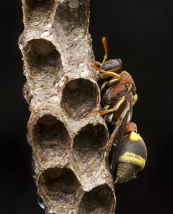 Ropalidia fasciata- paper wasp	
