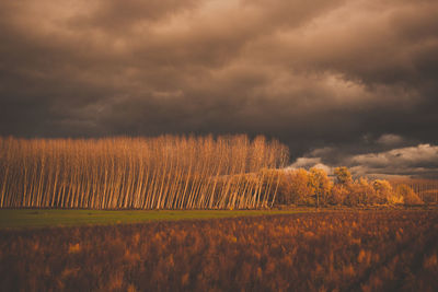 Scenic view of agricultural field