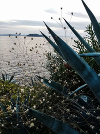 Close-up of plants growing on land against sky