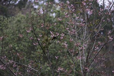 Flowers growing on tree