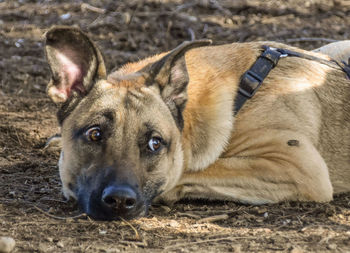 Close-up portrait of dog lying
