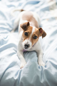 High angle view of dog lying on bed