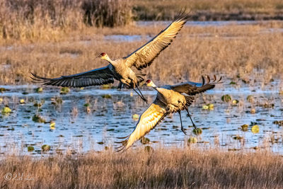 Birds flying over lake