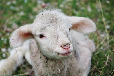 Close-up portrait of sheep