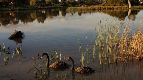 View of birds swimming in lake