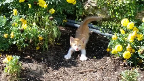 Portrait of cat on plants