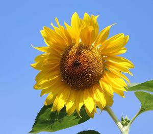 Low angle view of sunflower against clear sky