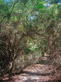 Trees in forest