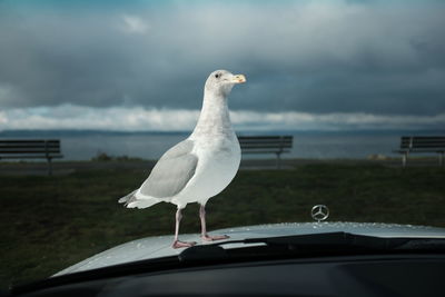 Close-up of bird perching on car against sky