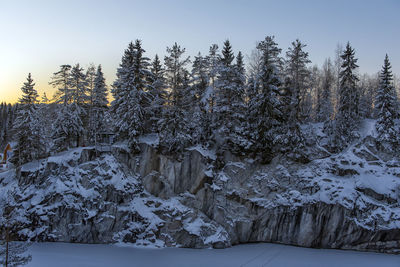 Snow covered pine trees against sky