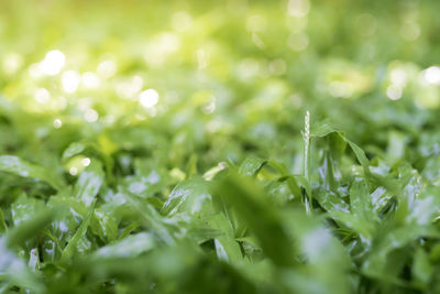 Close-up of wet plant leaves