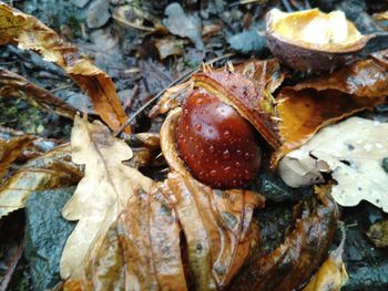 Close-up of mushrooms