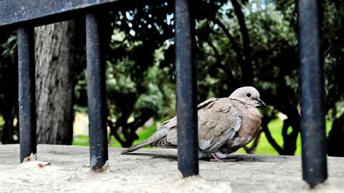 Close-up of bird perching on a tree