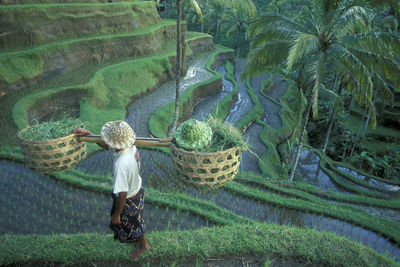 Rear view of woman standing amidst plants