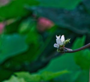 Close-up of white flowering plant