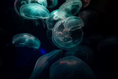 Close-up of jellyfish against blue background