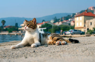 The cat is lies early in the morning on the shores of the mediterranean sea.
