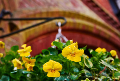 Close-up of yellow flowering plant