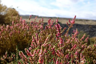 Close-up of pink flowering plants on field against sky