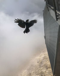 Low angle view of bird flying against sky