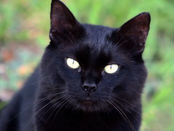 Close-up portrait of black cat