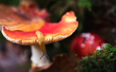 Close-up of mushroom growing on plant