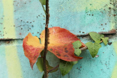 Close-up of autumn leaf on plant