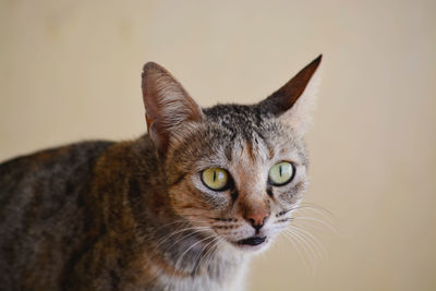 Close-up portrait of cat