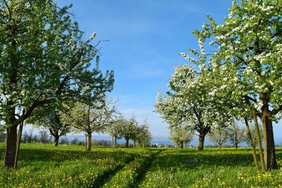 Trees on field against clear blue sky