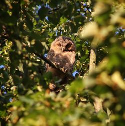 Close-up of baby owl in tree