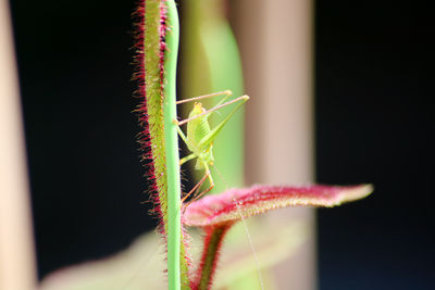 close-up