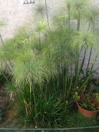 Plants growing outdoors