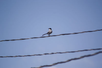 Low angle view of bird perching on cable