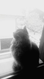 Close-up of cat looking through window